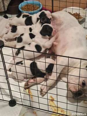 Pui de buldog francez  - imagine 4