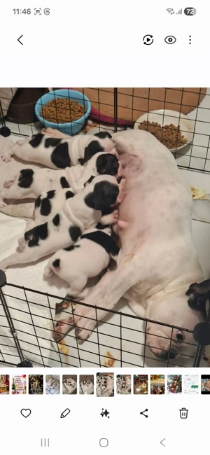 Pui de buldog francez 