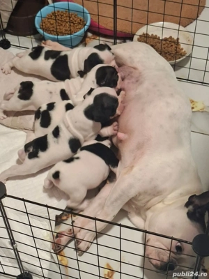 Pui de buldog francez  - imagine 3