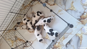 Pui de buldog francez  - imagine 2