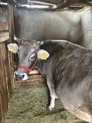 Vand vaca si vitel - imagine 3