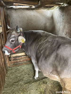 Vand vaca si vitel - imagine 5