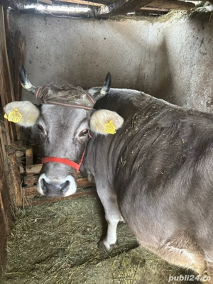 Vand vaca si vitel - imagine 4