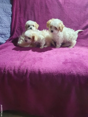 Bichon Havanez F B  - imagine 3