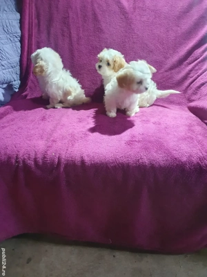 Bichon Havanez F B  - imagine 4