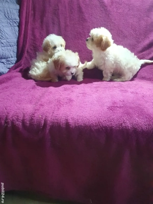 Bichon Havanez F B  - imagine 2