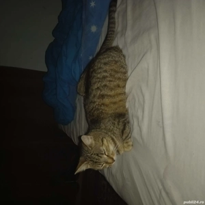 Ofer Foster căței și pisici  - imagine 4