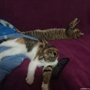 Ofer Foster căței și pisici  - imagine 5