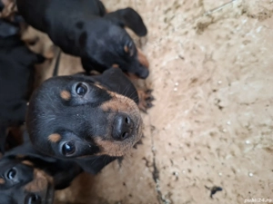 Căței Teckel  - imagine 2