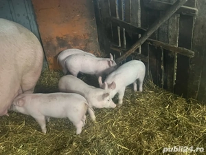 Vand purcei-6 saptamani - imagine 3