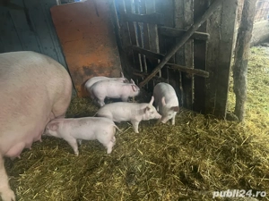 Vand purcei-6 saptamani - imagine 2