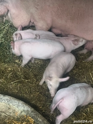 Vand purcei-6 saptamani - imagine 4