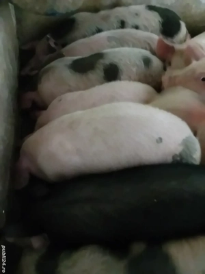 purcei 12 săptămâni 320 lei - imagine 3