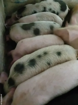 purcei 12 săptămâni 320 lei - imagine 4