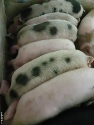 purcei 12 săptămâni 320 lei - imagine 2