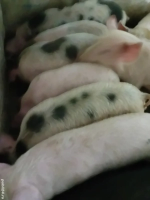 purcei 12 săptămâni 320 lei