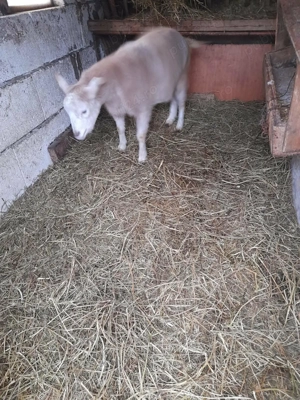 Capre de vanzare - imagine 2