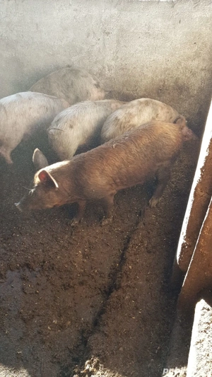 Purcei rasa Landras si Duroc ! - imagine 4