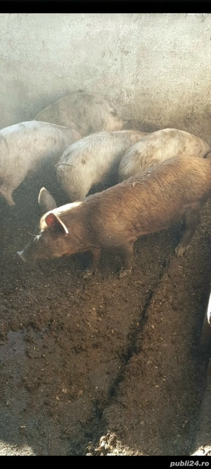 Purcei rasa Landras si Duroc !