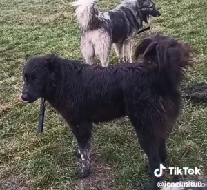 vand caine garantat la stana - imagine 3