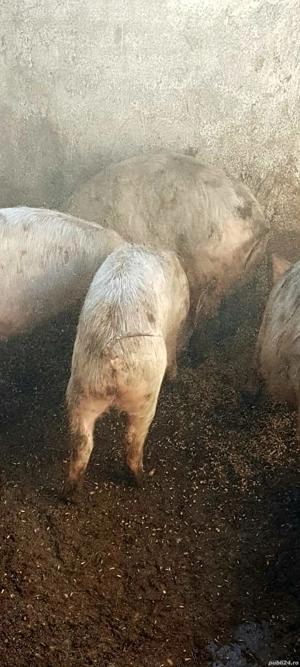 Purcei rasa Landras si Duroc ! - imagine 3