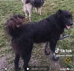 vand caine garantat la stana - imagine 4