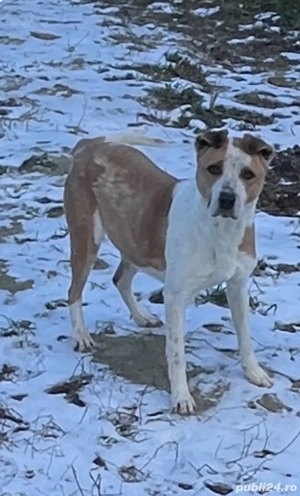 Vând cățea de rasă. Țel  