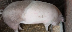 Porci de vânzare  - imagine 6