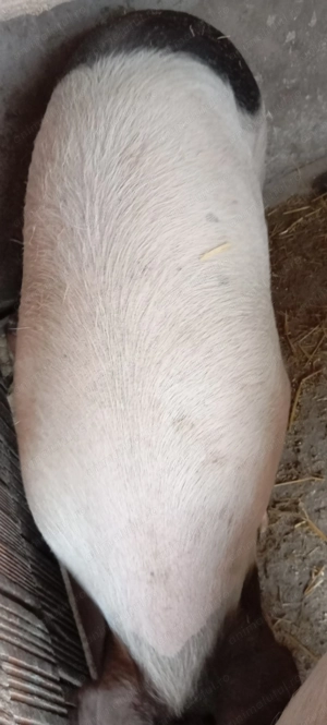 Porci de vânzare  - imagine 5