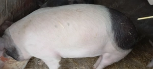 Porci de vânzare  - imagine 2