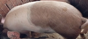 Porci de vânzare  - imagine 3