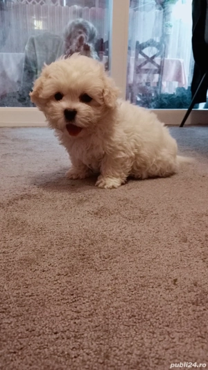 Pui Bichon Maltez - imagine 3