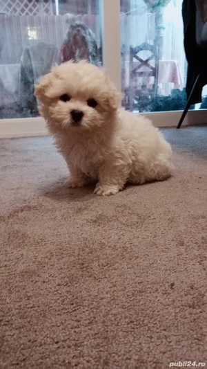 Pui Bichon Maltez - imagine 4