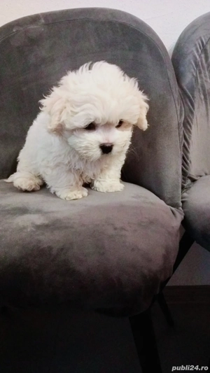 Pui Bichon Maltez - imagine 2