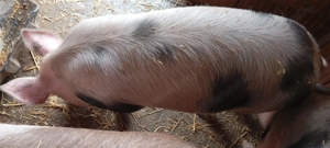 Porci pietrean de vânzare 