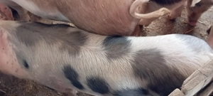 Porci pietrean de vânzare  - imagine 2