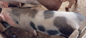 Porci pietrean de vânzare  - imagine 5