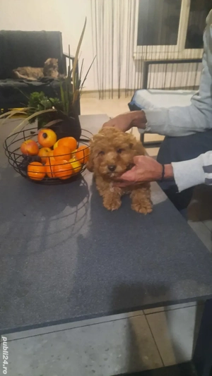 pudel superb baietel