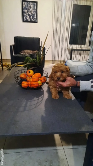 pudel superb baietel