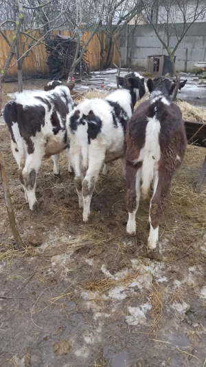 Vând vitei.          .