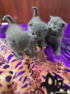 pisici british shorthair - imagine 4