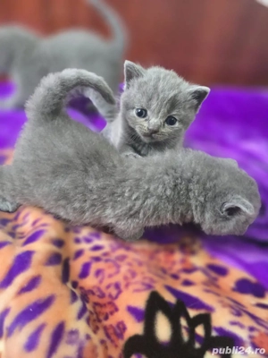 pisici british shorthair