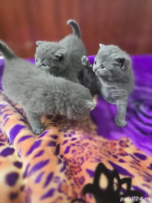pisici british shorthair - imagine 2