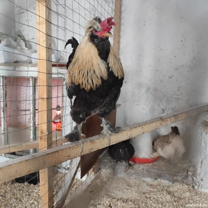 Găini de vânzare tineret  - imagine 3