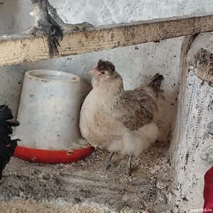 Găini de vânzare tineret  - imagine 4