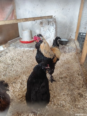 Găini de vânzare tineret  - imagine 2