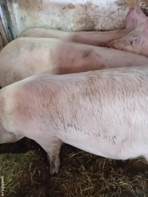 soldani 70 -80 kg 800 lei  - imagine 3