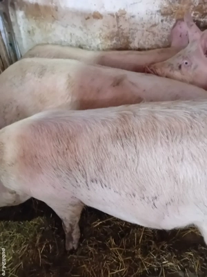 soldani 70 -80 kg 800 lei  - imagine 4