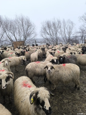 Vând oi bune & gestante