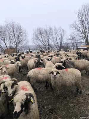 Vând oi bune & gestante - imagine 2